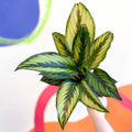 Calathea ornata 'Beauty Star' - Sprouts of Bristol