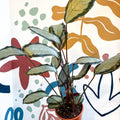 Calathea picturata 'Argentea' - Sprouts of Bristol