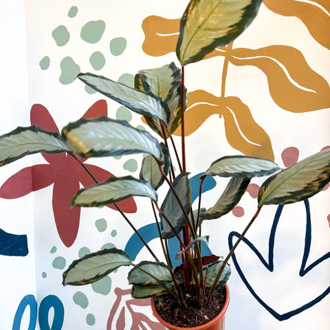 Calathea picturata 'Argentea' - Sprouts of Bristol