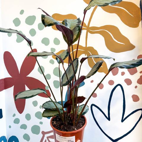 Calathea picturata 'Argentea' - Sprouts of Bristol