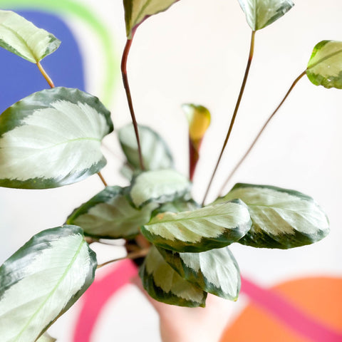Calathea picturata 'Argentea' - Sprouts of Bristol