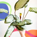 Calathea picturata 'Argentea' - Sprouts of Bristol