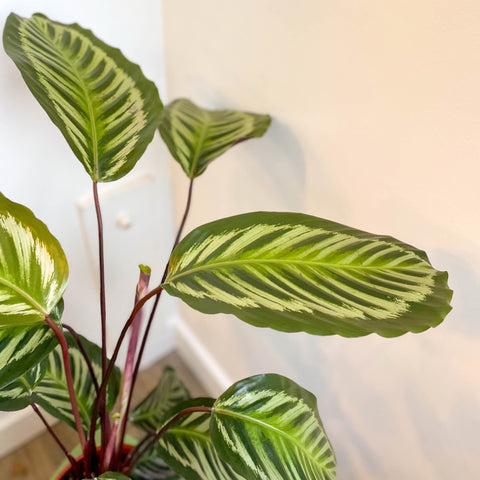 Calathea roseopicta - Sprouts of Bristol