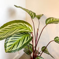 Calathea roseopicta - Sprouts of Bristol