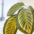 Calathea roseopicta - Sprouts of Bristol