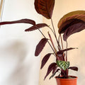 Calathea roseopicta - Sprouts of Bristol