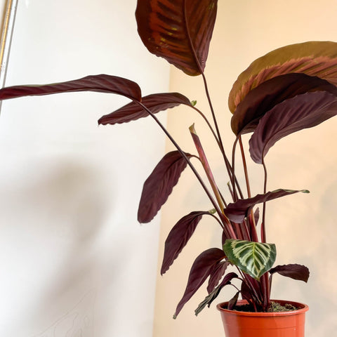 Calathea roseopicta - Sprouts of Bristol