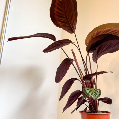 Calathea roseopicta - Sprouts of Bristol