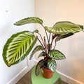 Calathea roseopicta - Sprouts of Bristol