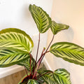 Calathea roseopicta - Sprouts of Bristol