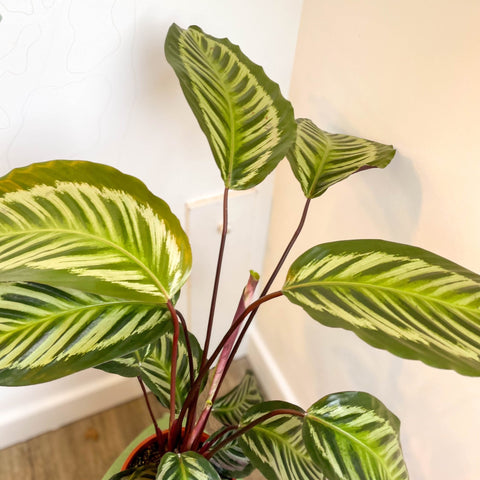 Calathea roseopicta - Sprouts of Bristol