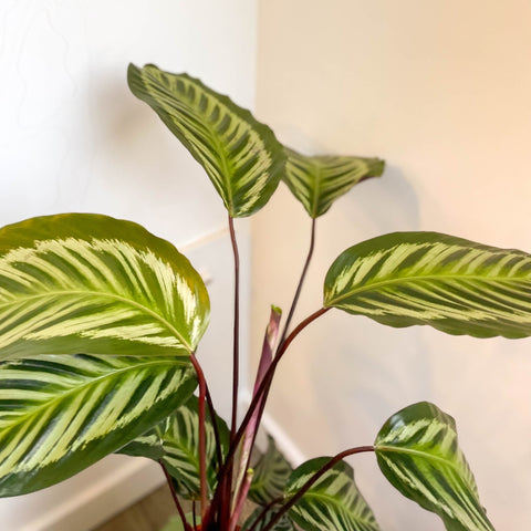 Calathea roseopicta - Sprouts of Bristol
