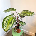 Calathea roseopicta - Sprouts of Bristol