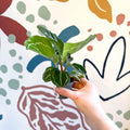 Calathea roseopicta 'Apple Bee' - Sprouts of Bristol