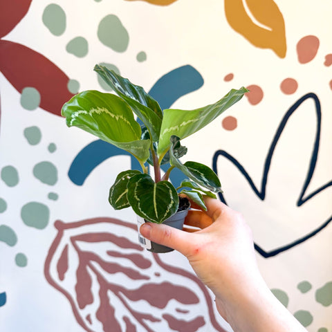 Calathea roseopicta 'Apple Bee' - Sprouts of Bristol