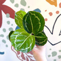 Calathea roseopicta 'Apple Bee' - Sprouts of Bristol