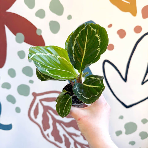 Calathea roseopicta 'Apple Bee' - Sprouts of Bristol