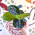 Calathea roseopicta 'Apple Bee' - Sprouts of Bristol