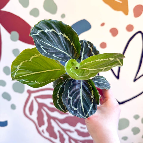 Calathea roseopicta 'Apple Bee' - Sprouts of Bristol