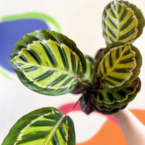 Calathea roseopicta 'Cora' - Sprouts of Bristol