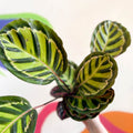 Calathea roseopicta 'Cora' - Sprouts of Bristol