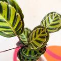 Calathea roseopicta 'Cora' - Sprouts of Bristol