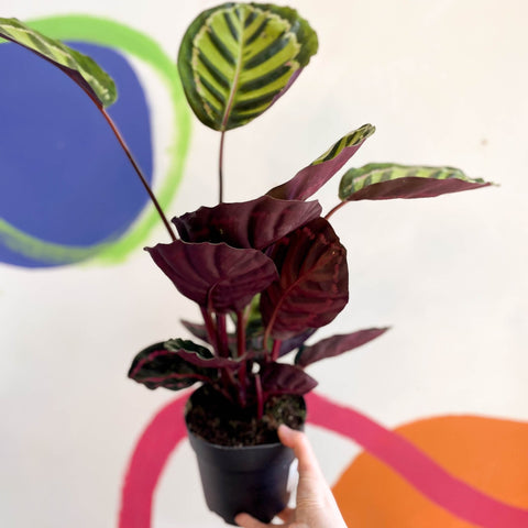 Calathea roseopicta 'Cora' - Sprouts of Bristol