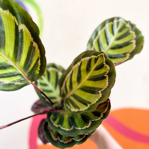 Calathea roseopicta 'Cora' - Sprouts of Bristol