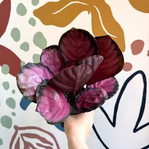 Calathea roseopicta 'Crimson' - Sprouts of Bristol