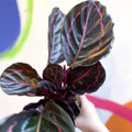 Calathea roseopicta 'Dottie' - Sprouts of Bristol