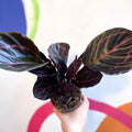 Calathea roseopicta 'Dottie' - Sprouts of Bristol