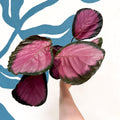 Calathea roseopicta 'Mysty Red' - Sprouts of Bristol