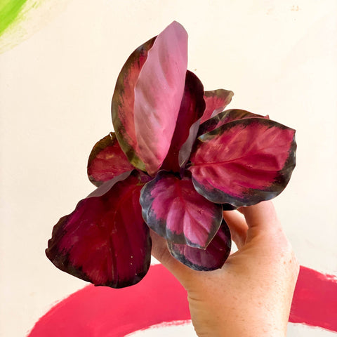 Calathea roseopicta 'Rosy' - Sprouts of Bristol