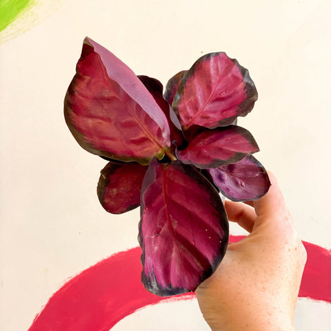 Calathea roseopicta 'Rosy' - Sprouts of Bristol