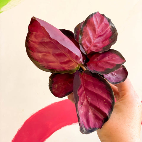 Calathea roseopicta 'Rosy' - Sprouts of Bristol