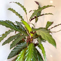 Calathea rufibarba - Purple Velvet Calathea - Sprouts of Bristol