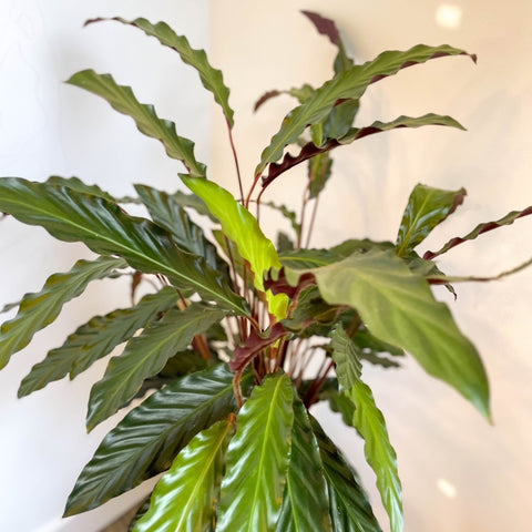 Calathea rufibarba - Purple Velvet Calathea - Sprouts of Bristol