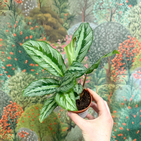 Calathea sp. - Sprouts of Bristol