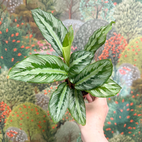 Calathea sp. - Sprouts of Bristol