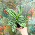 Calathea sp. - Sprouts of Bristol