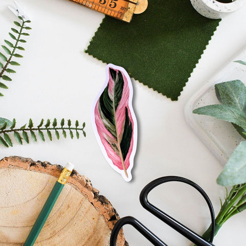 Calathea ‘Triostar’ Tropical Houseplant Vinyl Sticker [Beneath the Canopy RHS Collab] - Sprouts of Bristol