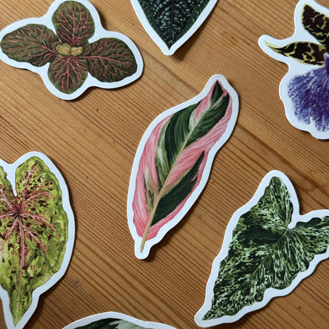 Calathea ‘Triostar’ Tropical Houseplant Vinyl Sticker [Beneath the Canopy RHS Collab] - Sprouts of Bristol