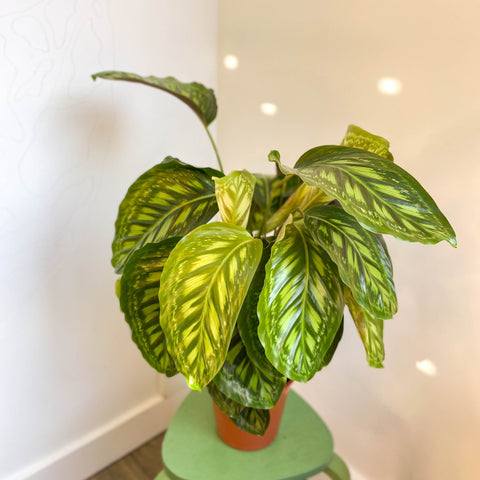 Calathea veitchiana - Sprouts of Bristol