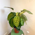 Calathea veitchiana - Sprouts of Bristol