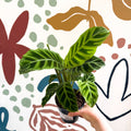 Calathea zebrina - Zebra Plant - Sprouts of Bristol