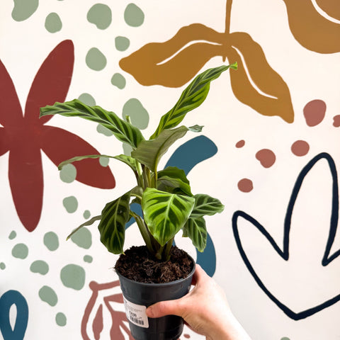 Calathea zebrina - Zebra Plant - Sprouts of Bristol