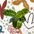 Calathea zebrina - Zebra Plant - Sprouts of Bristol