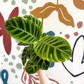 Calathea zebrina - Zebra Plant - Sprouts of Bristol