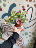 Calibrachoa 'Cabaret Early Diva Cherry' - British Grown - Sprouts of Bristol