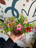 Calibrachoa 'Cabaret Early Diva Cherry' - British Grown - Sprouts of Bristol
